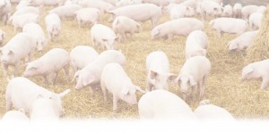 a crowd of pink pigs