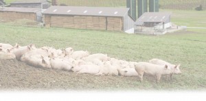 Herd of pigs out in the field